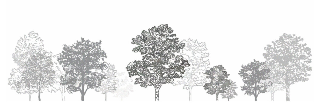 Architectural CAD tree line drawing set with minimal wetland forest section outlines for landscape design in separate vector elements