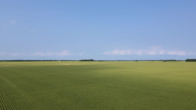 Drone aerial flying forwards above a bright yellow canola rape seed field under a blue sky
