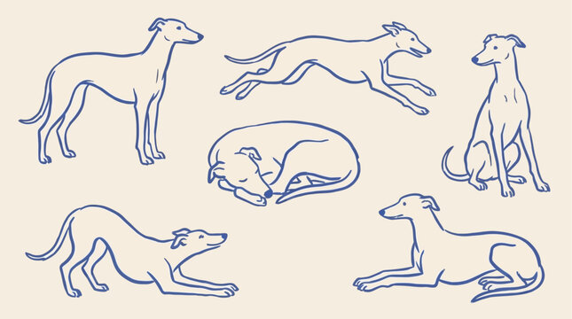 Twenty greyhound dog poses handdrawn vector illustration featuring sleek galgo silhouettes and active canine sketches for minimalist graphic design projects showing running and sitting animals.