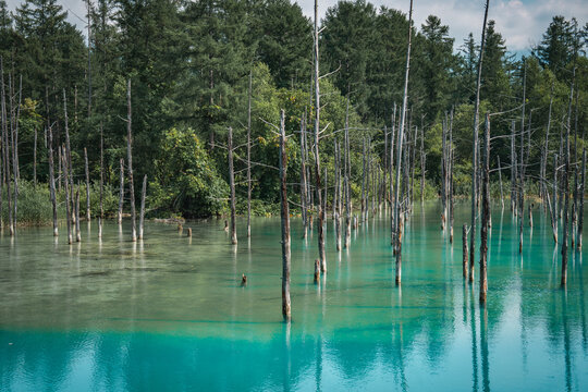 Shirogane Blue Pond (Aoiike) with turquoise mineral-rich water, standing dead trees, and forest reflections in Biei, Hokkaido, Japan. A famous scenic destination known for its tranquil natural beauty.