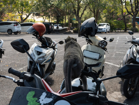 monkey stands on parked scooters, curious and observant. Trees and cars frame the quiet urban scene. Natural light casts gentle shadows across the pavement