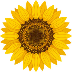 Fototapeta premium Bright yellow sunflower head