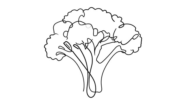 Broccoli illustration on white background.