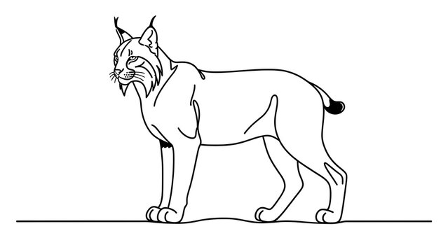 Lynx illustration on white background.