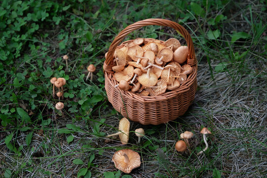 wicker basket with fresh picking mushrooms on natural background. Scotch bonnet mushrooms (Marasmius oreades), edible wild meadow honey mushrooms grow on grassland. harvest season, picking fungi