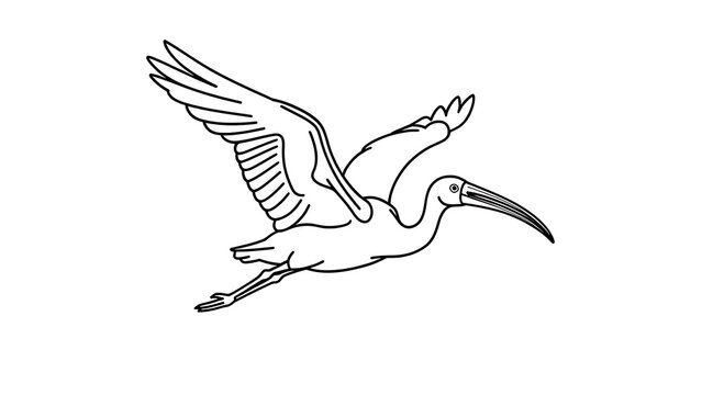Flying ibis bird illustration white background.