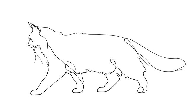 Minimalist line art cat drawing white background.