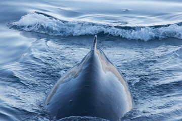 Humpback whale swimming in the Southern Ocean © willtu