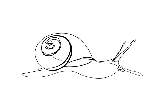 Simple snail line drawing on white background.