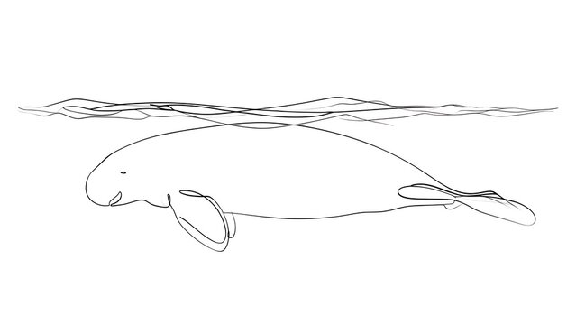 Minimalist manatee line drawing white background.