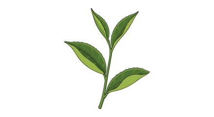 Fototapeta premium Green tea leaves on a small branch depicted in a naturalistic illustration style ideal for beverage packaging or health themes.