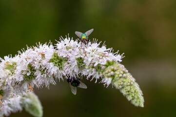 Green bottle fly on mint blossom in nature © Ulrich