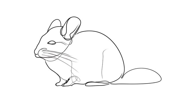 Cute chinchilla sketch on white background.