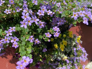 Obraz premium flowers in the garden