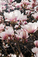 Pink magnolia blossoms glowing in sunlight with soft focus spring floral background © watcherfox