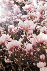 Pink magnolia blossoms glowing in sunlight with soft focus spring floral background © watcherfox