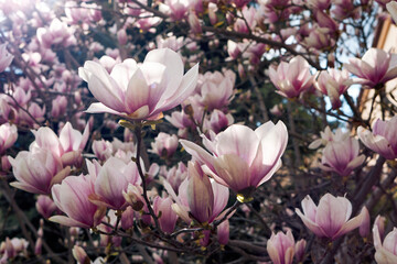 Sunlit pink magnolia blossoms on tree branches with soft focus spring background © watcherfox