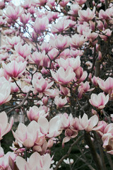 Blooming pink magnolia tree branches filled with soft spring flowers outdoors © watcherfox