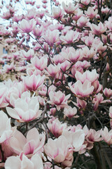 Blooming pink magnolia tree branches filled with soft spring flowers outdoors © watcherfox