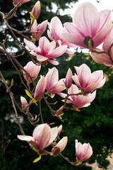 Pink magnolia blossoms on branches with blurred background and soft natural lighting © watcherfox