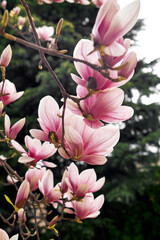 Pink magnolia blossoms on branches with blurred background and soft natural lighting © watcherfox