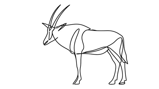 Oryx antelope line drawing white background.
