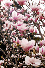 Pink magnolia blossoms on tree branches blooming outdoors in spring natural light © watcherfox
