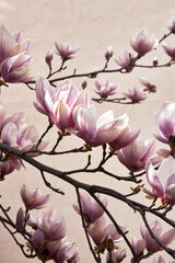 Pink magnolia blossoms on branches against soft beige background with copy space © watcherfox