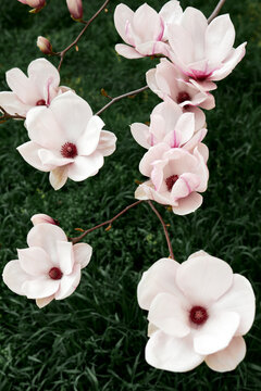 White magnolia blossoms on branch against green background in soft natural light