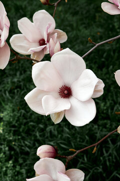 White magnolia flower blossom close up on branch with green blurred background