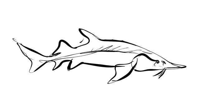 Sawfish line drawing illustration white background.