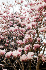 Blooming pink magnolia tree filled with flowers against soft sky background © watcherfox