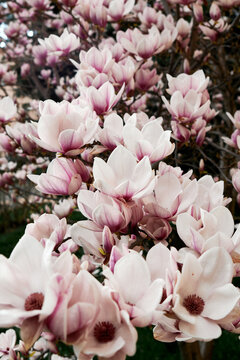 Close-up of soft pink magnolia blossoms blooming on tree branches in spring