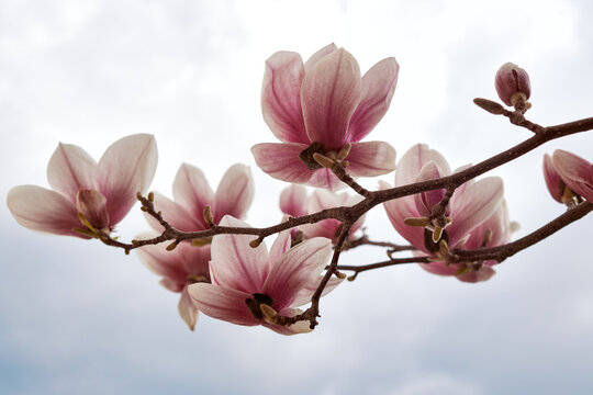 Minimalist pink magnolia blossoms on branch isolated against soft bright sky