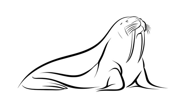 Walrus illustration on white background.