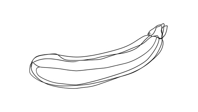 Simple line art zucchini illustration white background.