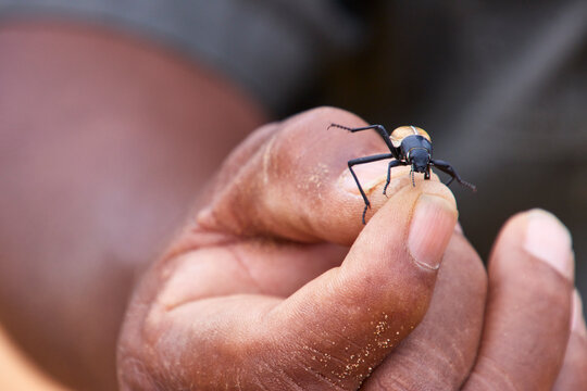 Ein schwarzer K&auml;fer sitzt auf den Fingern einer Person in der W&uuml;ste bei Swakopmund in der Region Erongo, Namibia.