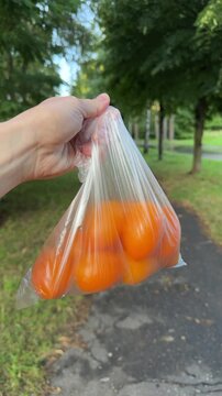 Hand holding a clear plastic bag full of yellow tomatoes outdoors in a park, fresh harvest, healthy food, gardening, summer, agriculture, organic produce