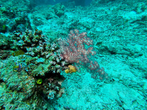 Beautiful translucent pink soft coral Dendronephthya growing on a rocky seabed in a clear tropical coral reef environment. Biak - Indonesia 