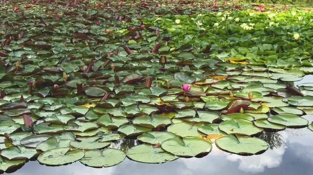 Green and red lily pads with blooming pink and yellow water lilies float on a calm pond. Nature background, summer garden, peaceful water