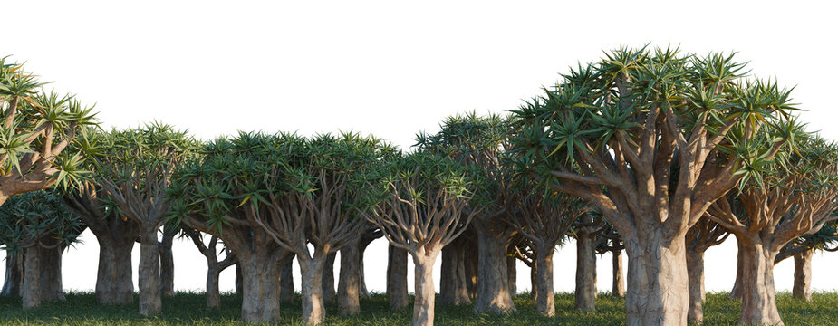 Aloidendron dichotomum tree line, Forest Edge, Backdrop cutout, isolate transparent background, Dense grove of Dragon Blood Trees with unique branching patterns in a surreal landscape.