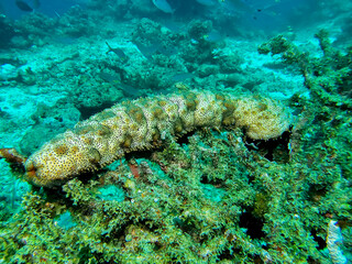 Large sea cucumber Holothuroidea resting on hard coral in a vibrant tropical reef ecosystem underwater. © Muhammad