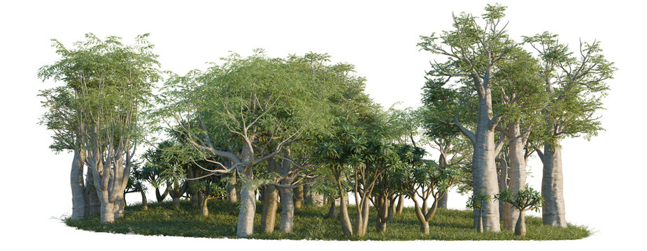 Moringa drouhardii, Pachypodium lamerei and Portulacari tree line, Forest Edge, Backdrop cutout, isolate transparent background, Group of lush green baobab trees with thick trunks