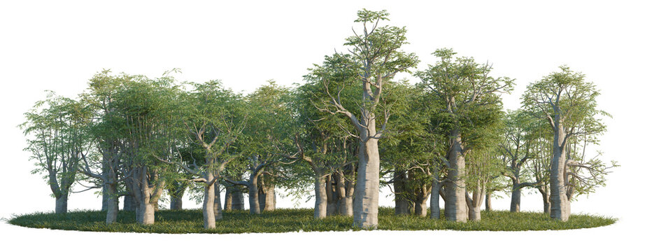 Moringa drouhardii tree line, Forest Edge, Backdrop cutout, isolate transparent background, Dense group of trees with a lush green canopy and thick trunks on a grassy field