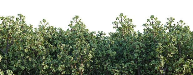 Obraz premium Portulacaria afra tree line, Forest Edge, Backdrop cutout, isolate transparent background, Dense Green Foliage Hedge Row with Lush Leaves - Perfect for Landscape Design and Nature Backgrounds