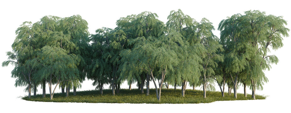 Willow acacia tree line, Forest Edge, Backdrop cutout, isolate transparent background, Dense row of lush green trees with grass and foliage - perfect for landscape design elements.