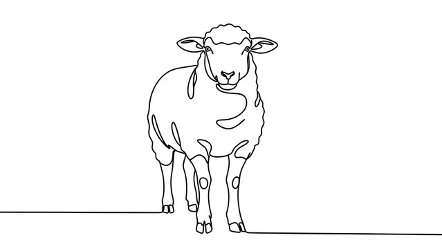 Simple line art sheep illustration white background.