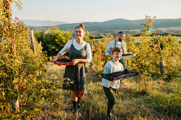 Fototapeta premium Family picking berries in garden