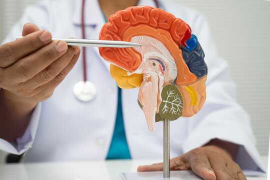 Asian doctor holding brain anatomy model for study diagnosis and treatment in hospital.