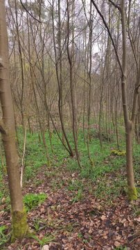 POV Walking Through a Tranquil Spring Forest with Young Trees. Serene Woodland Scenery.